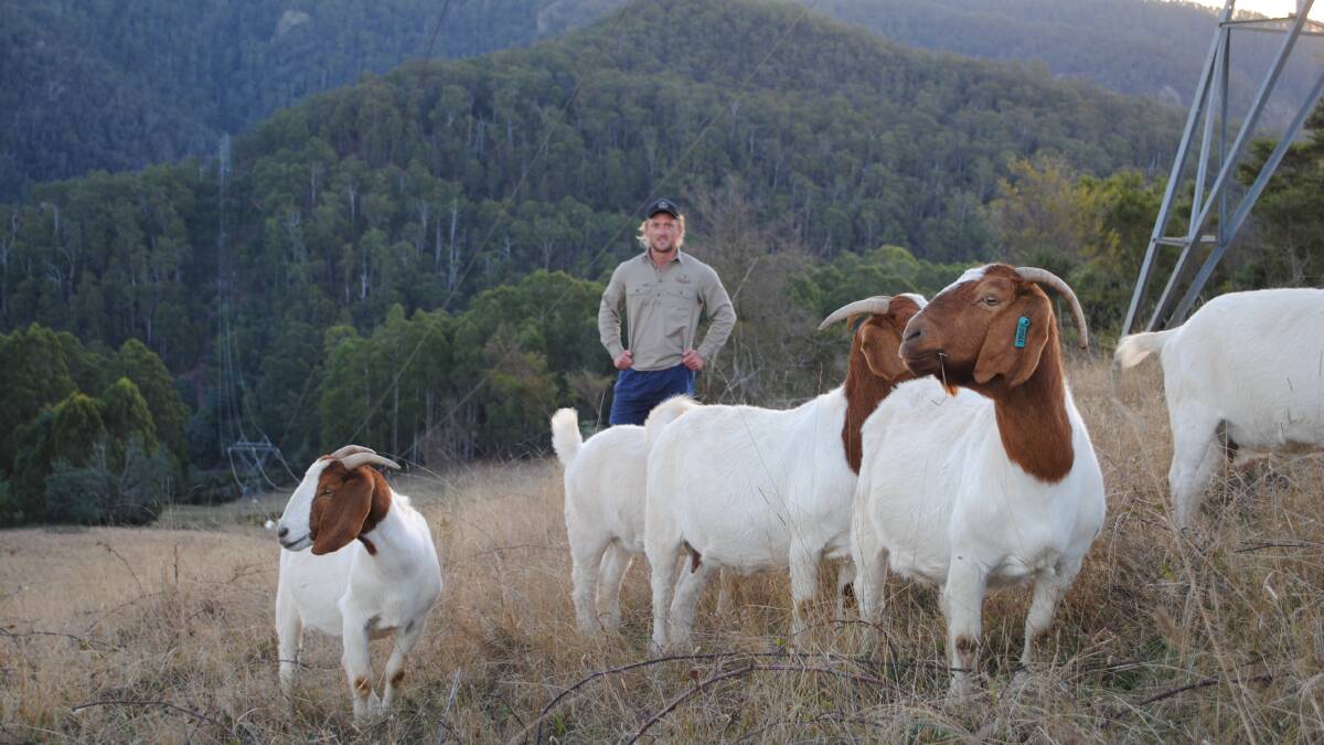 Mr Morse with some of his breeding does. Picture by Barry Murphy 