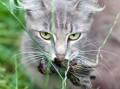 Cats, both feral and pet, kill an average of more than 1000 native animals each year. Picture supplied by Whitehorse City Council.