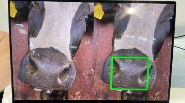 Stoktake's software captures a unique muzzle print for each cow. Picture by Barry Murphy 