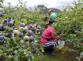 Seasonal pickers have long been targeted by unscrupulous employers. 