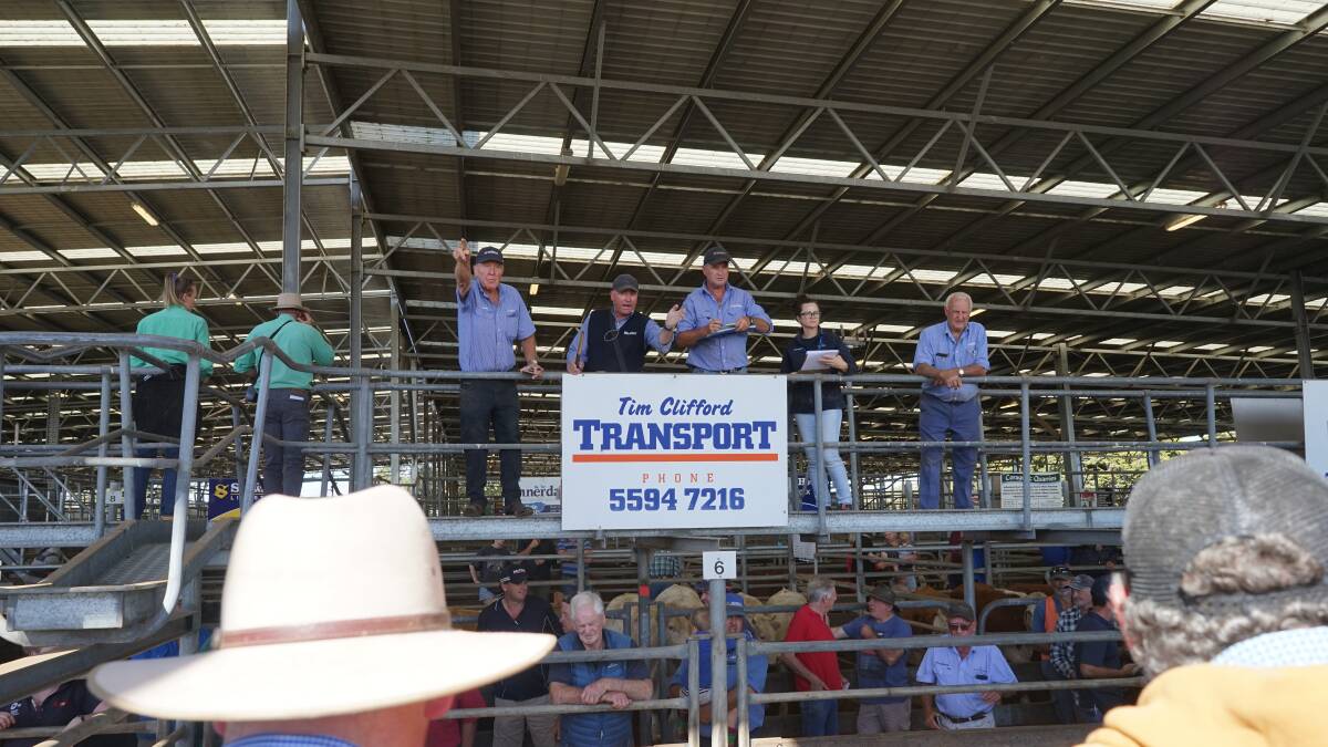 Selling underway at Colac, in March. Picture by Rachel Simmonds
