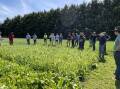 Dairy farmers inspect different pasture species grown under similar growing conditions and grazing pressure from dairy heifers at Purnim, Vic. Picture supplied