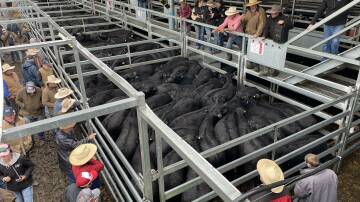 The indicator will cover yearling, vealer and weaner cattle weighing more than 200 kilograms (liveweight) which are bought and sold as restocker animals. Picture by Karen Bailey.