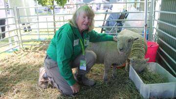 Pam Beerens, Ravenstone, Glenaroua, said the Babydoll sheep breed has . Picture by Philippe Perez
