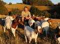 Callan Morse, Latrobe, Tasmania, has developed a niche breeding Boer studstock for commercial farms. Picture by Barry Murphy 