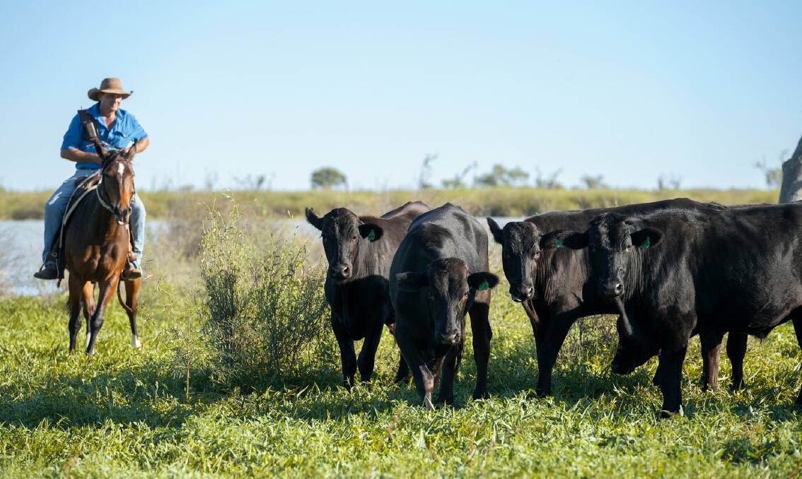 Michael Johnson mustering Wagyu cattle on AACo's Brunette Downs. Picture supplied by AACo.