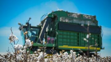 Cotton harvest has been delayed due to heavy rain. File photo.