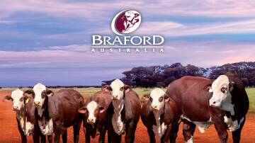 Stud, commercial, and crossbred Brafords, including animals registered under the new B classification system will feature at Beef '24. Picture supplied