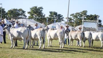 Australian Brahman Breeders' Association members will showcase 262 animals across 52 classes in the stud judging section for the breed at Beef '24. Picture by Lucy Kinbacher 