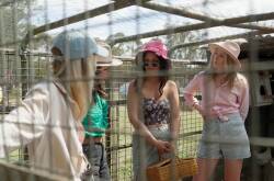 Farmer Joe locks his girls in the chook pen until they can figure out who has the best chance. Actually, they are just collecting eggs and having a peck at each other. Picture supplied