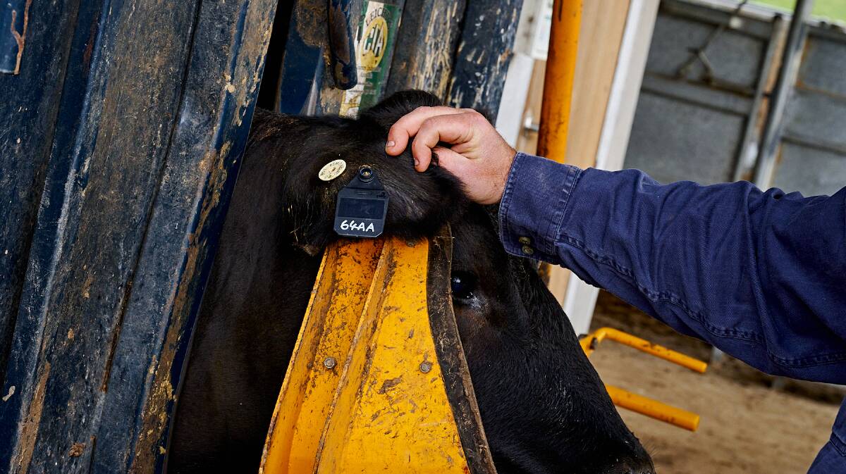 Smart Paddock ear tags in a one of Kelly Angus cattles ear. The new tag will feature innovative tech that will give details to farmers if cows diverge from where they should be on a property. Picture supplied.