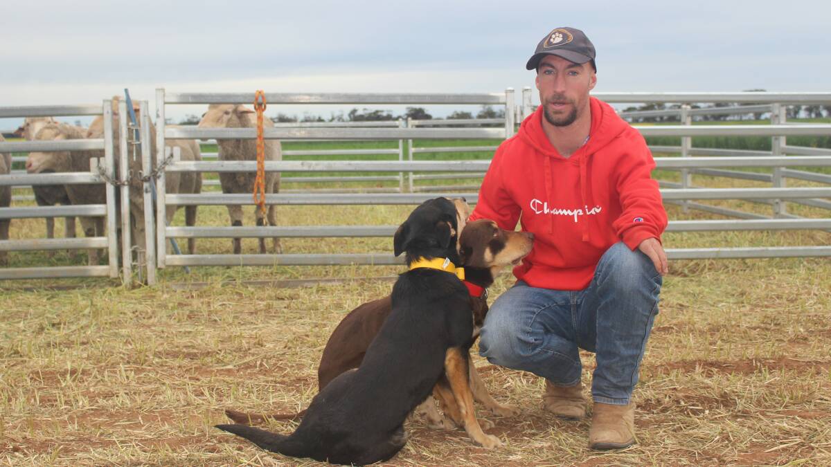 ABC Muster Dogs trainer Peter Barr from Pinaroo captivated the large crowd at BCGs Main Field Day. Pictured with his dogs Chum and Music. Picture by Janine Batters.