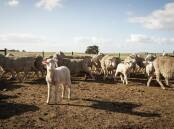 Animal health plans are being encouraged by Agriculture Victoria. File picture 