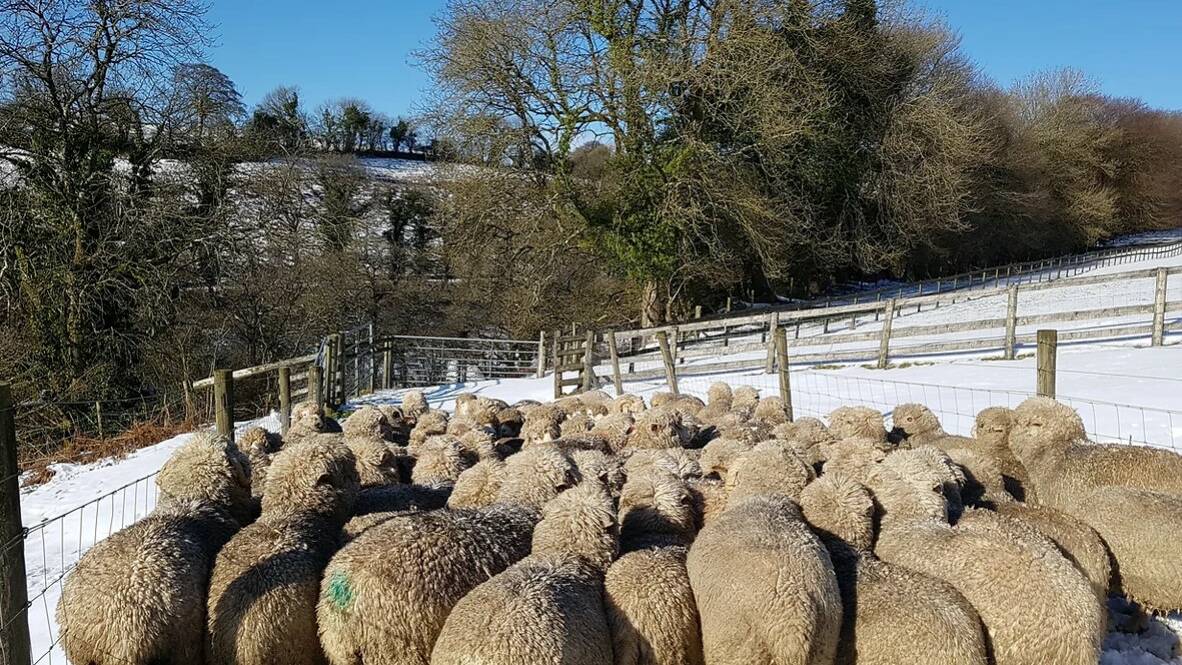 The Tellenby Merino sheep are kept undercover for most of the winter, but on fine winter days, they are allowed outside. Picture by Tellenby Merinos