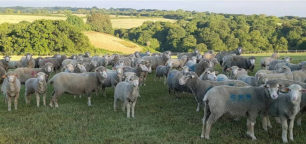 Merino ewes and lambs bred from Australian genetics on the Prior's property, Westcott Farm, Devon. Picture by Tellenby Merinos