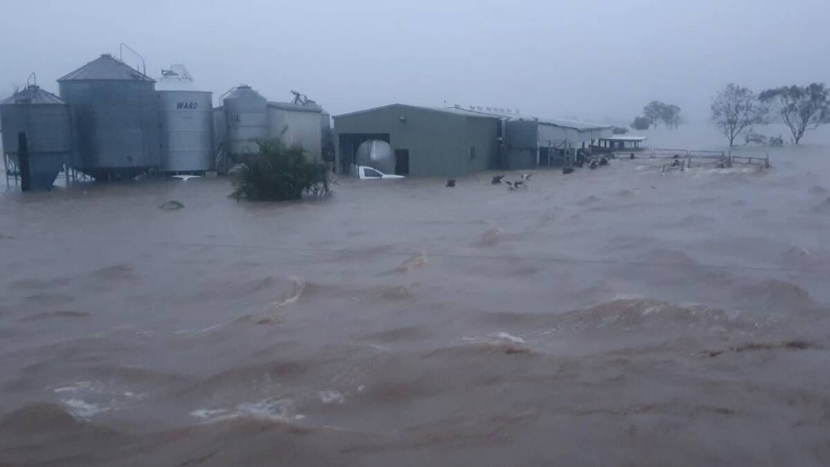 Cows being swept away in the flood on Paul Weir's farm in 2022. Picture supplied 
