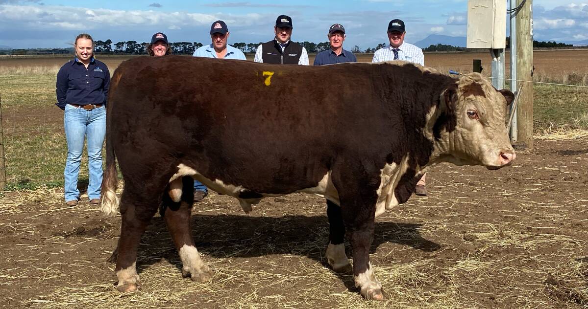 A Valma Poll Hereford bull, Lot 7, Valma Savage, sold to $30,000 in Whitemore, Tasmania. Pictured is Zoe McFarlan, AuctionsPlus, Caroline and Andrew McLauchlan, Valma Poll Herefords, Webb & Woodiwiss co-director Mark Webb, Cam Clements, Nova Poll Herefords, and Webb and Woodiwiss co-director Reg Woodiwiss. Picture supplied