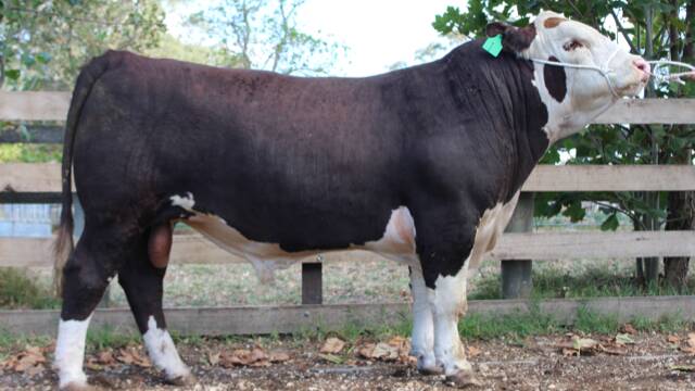 Wanrua Poll Herefords' top-priced bull Lot 1, Wanrua Superman S109, sold for $6500. Picture supplied