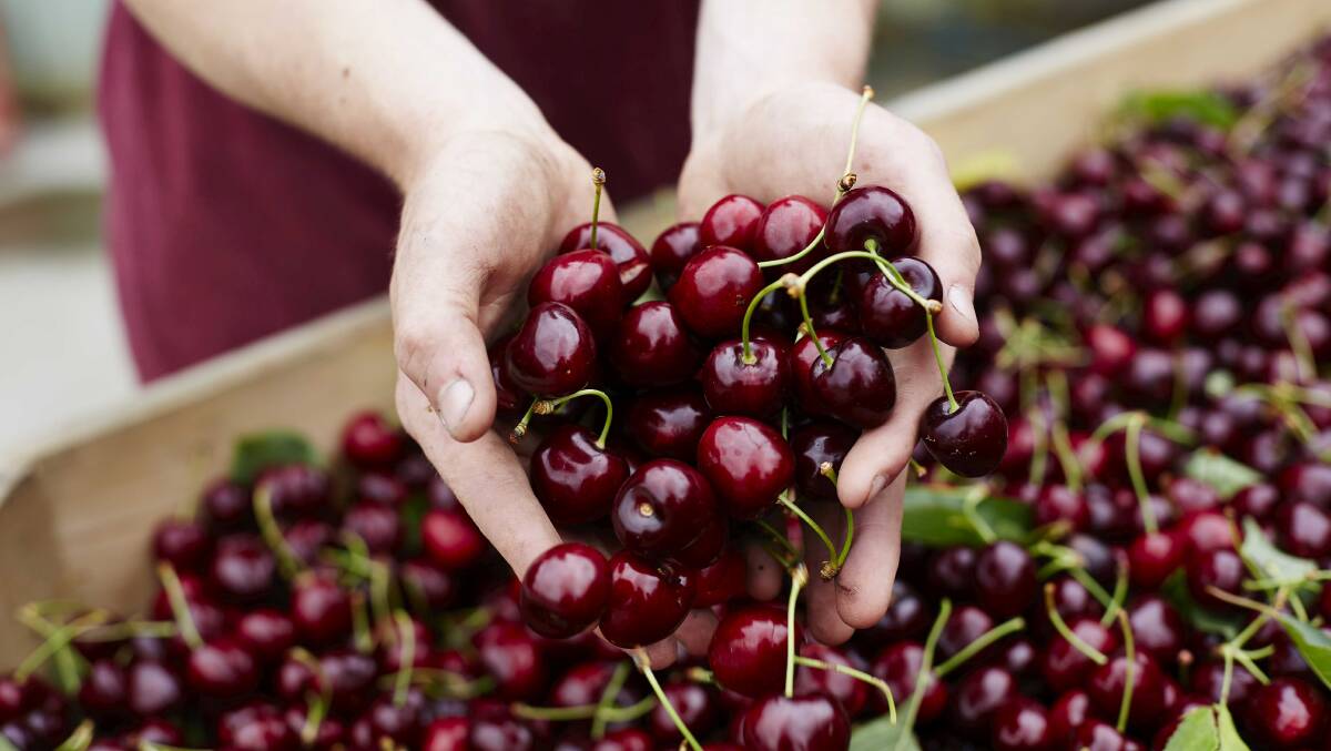 Yarra Valley Cherries has earned a Climate Active carbon neutral certification after a 10-year goal. Picture supplied