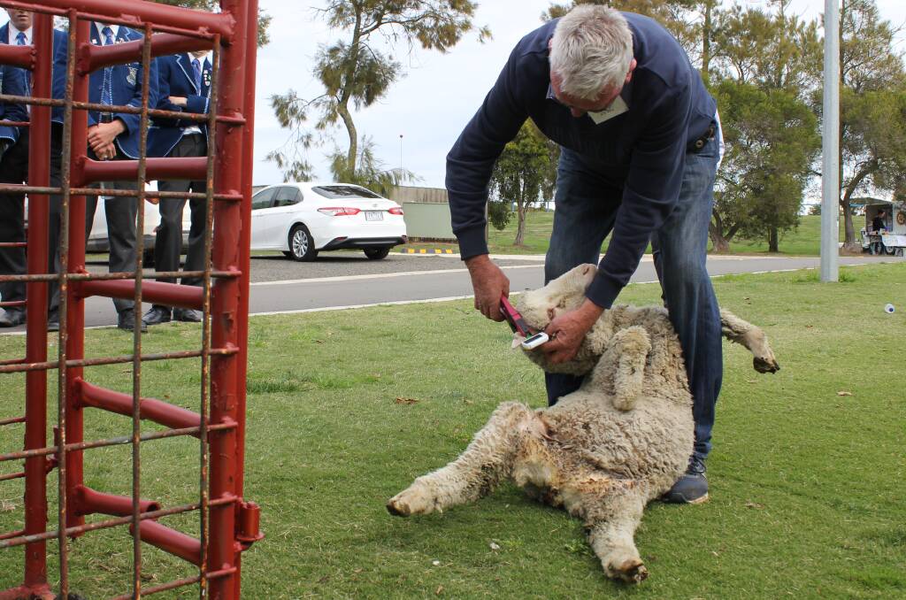 Kilmore East sheep producer Kevin Butler as he installs a satellite ear tag on one of his ewes. Picture by Holly McGuinness
