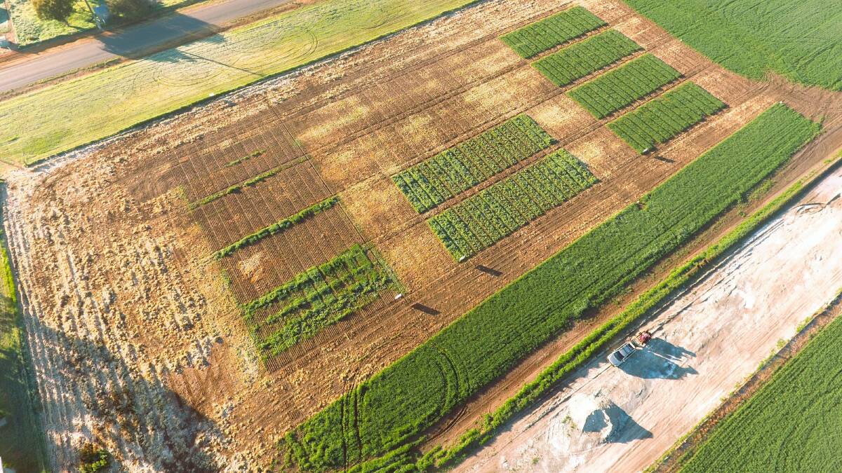 The community paddock in Nhill was sown in May, but has begun to sprout. Picture supplied