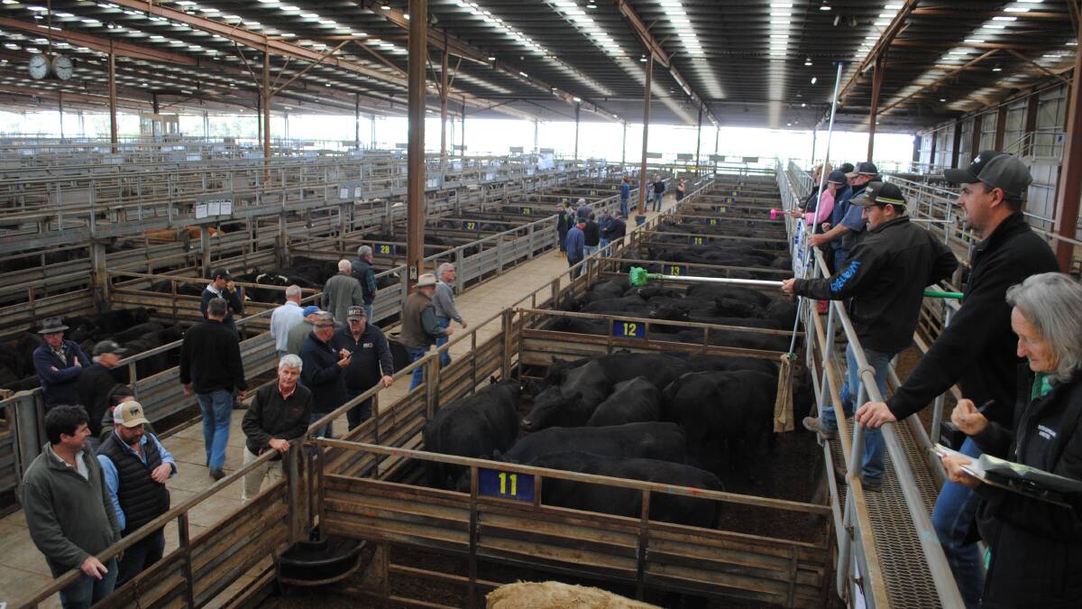 Yardings at the Pakenham saleyard's store sales have reduced in size as Leongatha yardings grow. Picture by Barry Murphy
