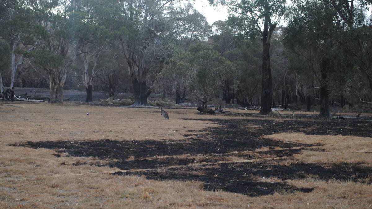 Mr Watson said there were several dead kangaroos and wallabies on their land, following the bushfire. Picture by Barry Murphy 