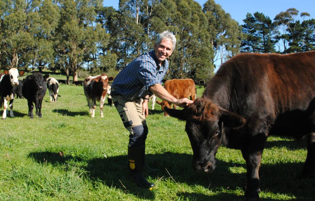 Clinton Tepper, Warragul, has been grazing cattle under tree plantations for several years and said the two enterprises work in tandem. Picture by Barry Murphy 