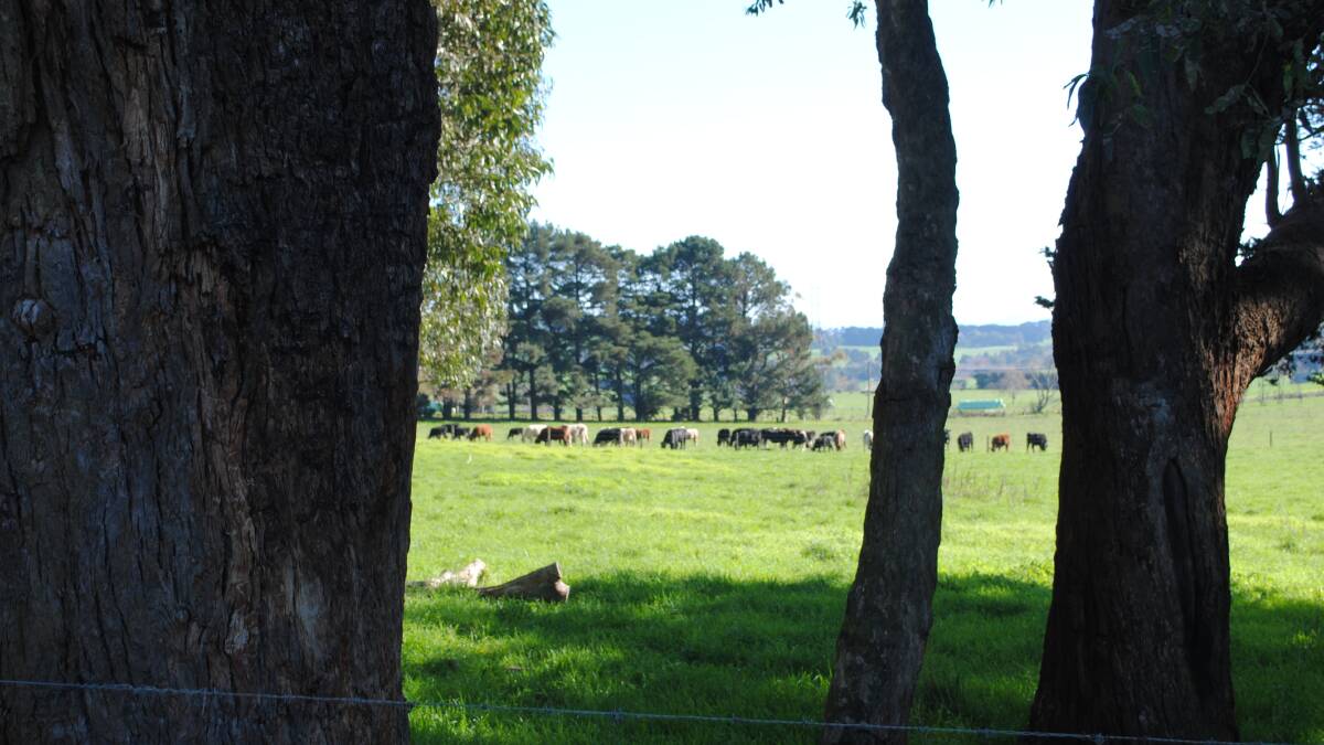 There were 100 cattle grazed on the farm. Picture by Barry Murphy 
