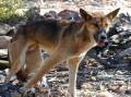 Agriculture Victoria has launched a wild dog survey. Picture supplied