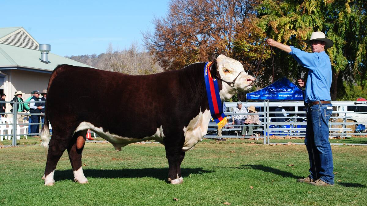 Brandon Sykes, Mawarra Genetics, Longford, with the stud's senior champion bull at the National Hereford Show and Sale in Wodonga. Picture by Barry Murphy