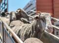 Victorian farmers fear the effect of the live sheep export phaseout. Picture supplied