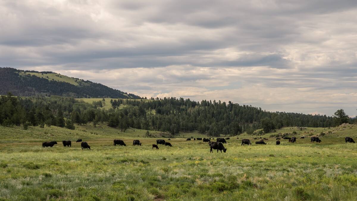 The Johnstons run a cattle ranch in southern Colorado. Picture supplied