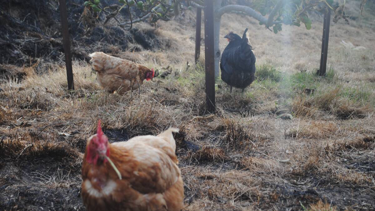 The Watson's chickens survived the bushfire. Picture by Barry Murphy 