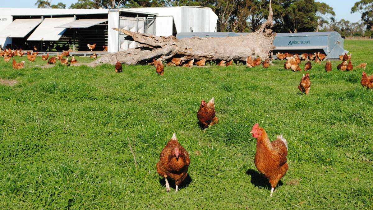 The Home Grown Farm runs 6000 chickens alongside 60 cattle. Picture by Barry Murphy 