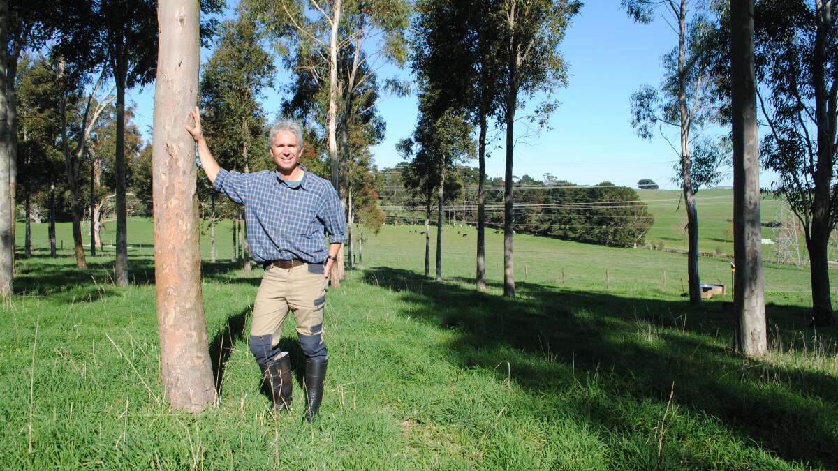 Mr Tepper standing in a 10 year old plantation, grazed every 50-60 days by his cattle. Picture by Barry Murphy 