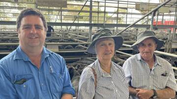 Stuart, Robin and Mac Stagg, Tambo Crossing, sold 186 Angus steers and 111 Angus heifers.