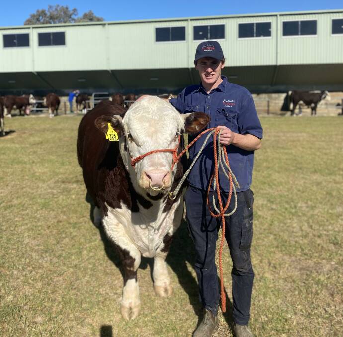 Jaclinton Poll Herefords stud co-principal, Tom Baulch (20), Illowa, getting set for the National Hereford Show and Sale this week in Wodonga. Picture supplied