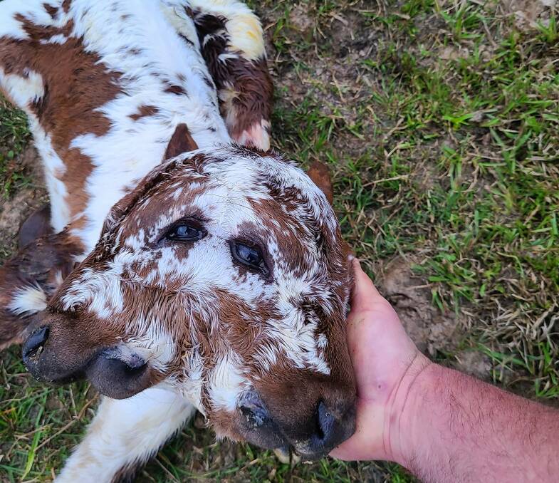 The two-faced calf when born. Picture by Breaux Farms