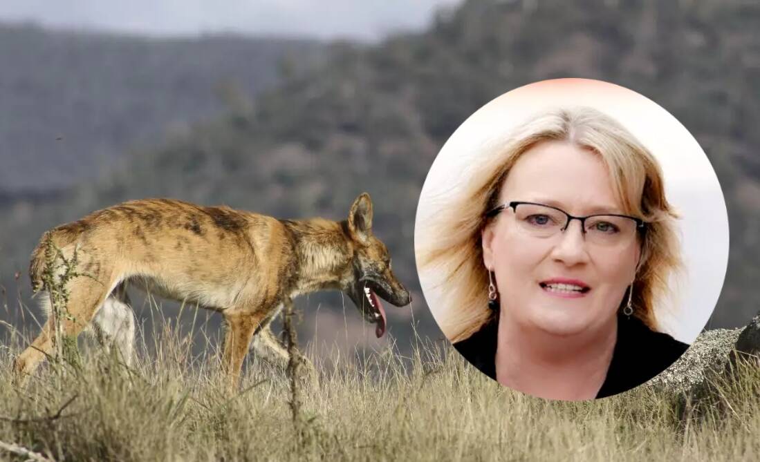 Agriculture Minister Ros Spence was questioned about her department's policy on wild dog control. Pictures supplied