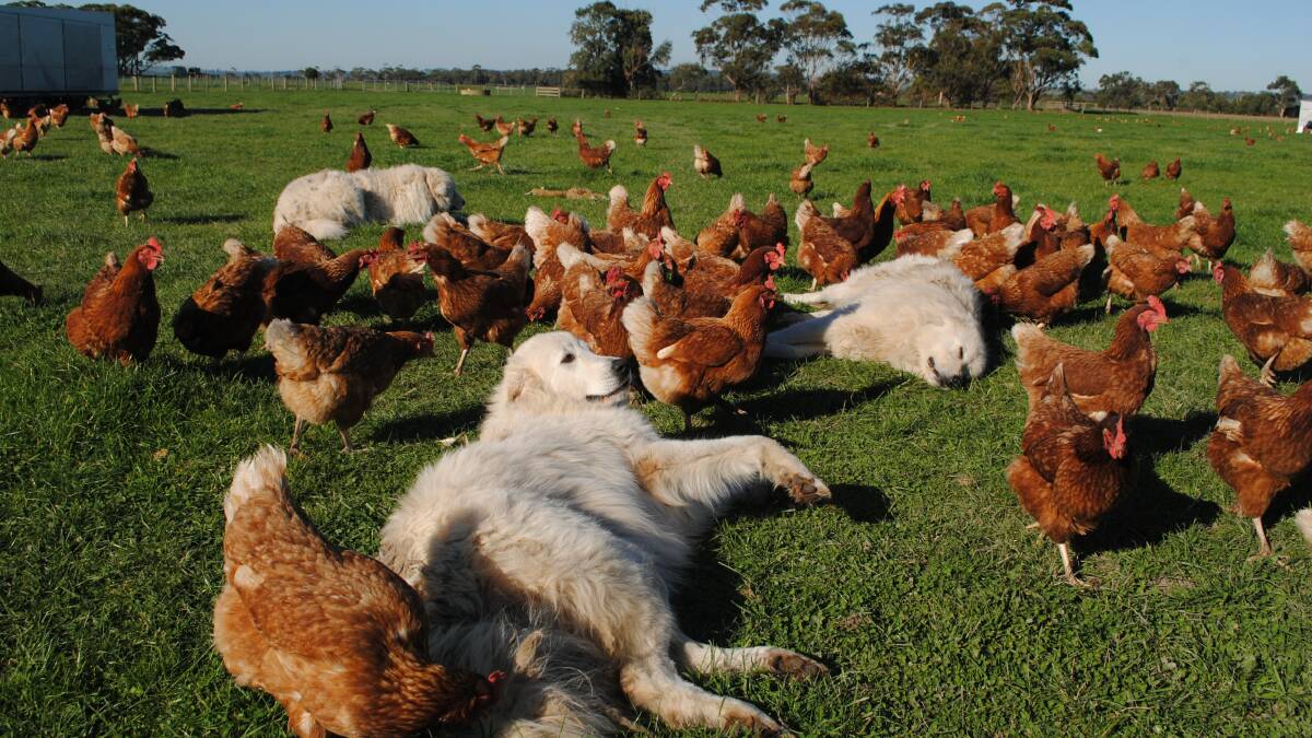 The hens were protected by a team of three Maremma Sheepdogs. Picture by Barry Murphy 