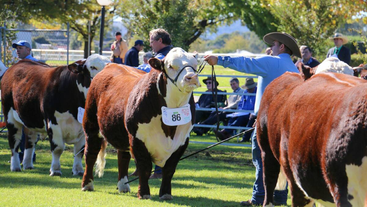 The National Hereford show and sale will take place in Wodonga. Picture supplied by Herefords Australia
