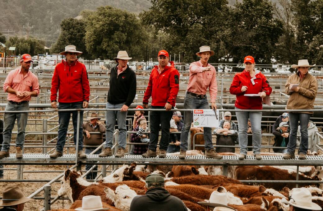 Cattle prices have lifted 61 per cent so far this financial year, underpinning Elders' improved agency business prospects for 2023-24. Photo supplied.
