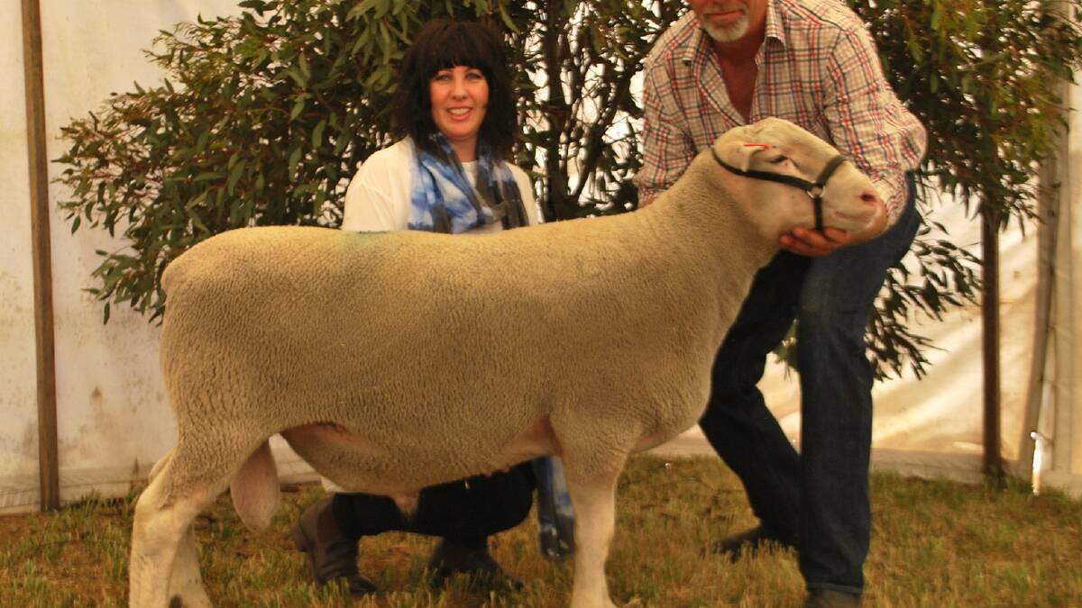 Stud and flock rams, and ewes were snapped up at the industry leading Depta Grove White Suffolk stud's sale at Nhill.