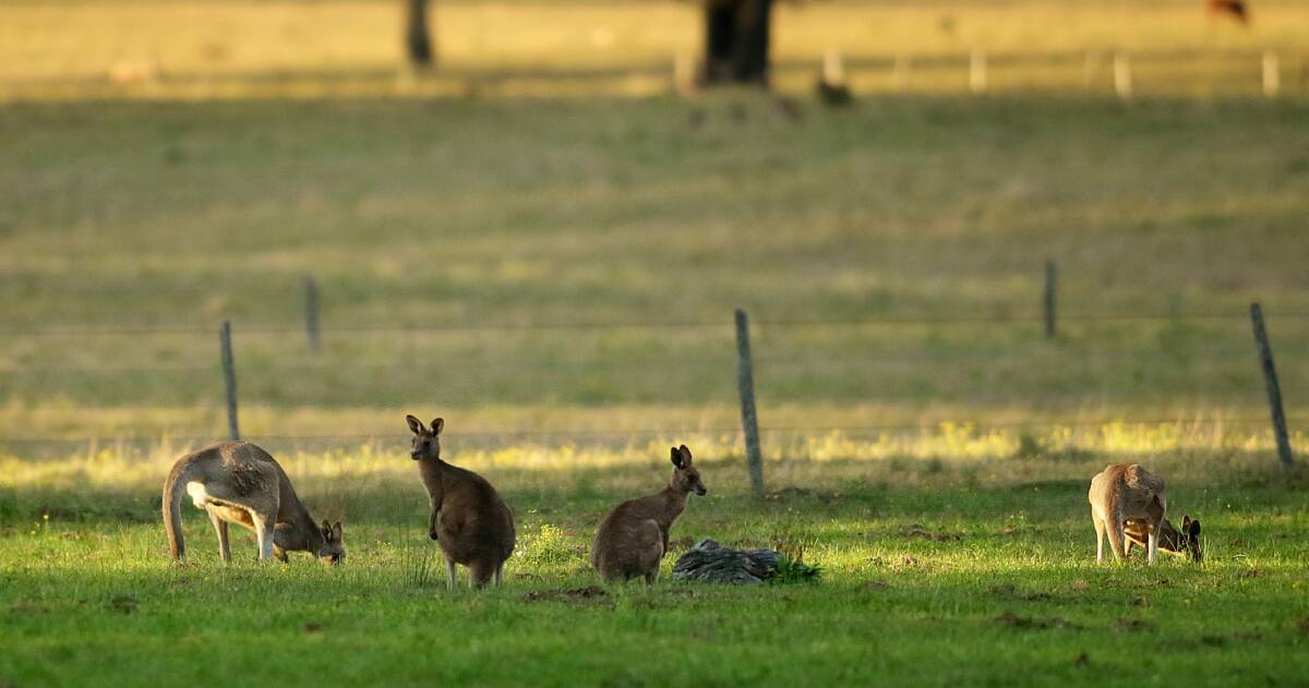 The kangaroo meat trial has been extended.