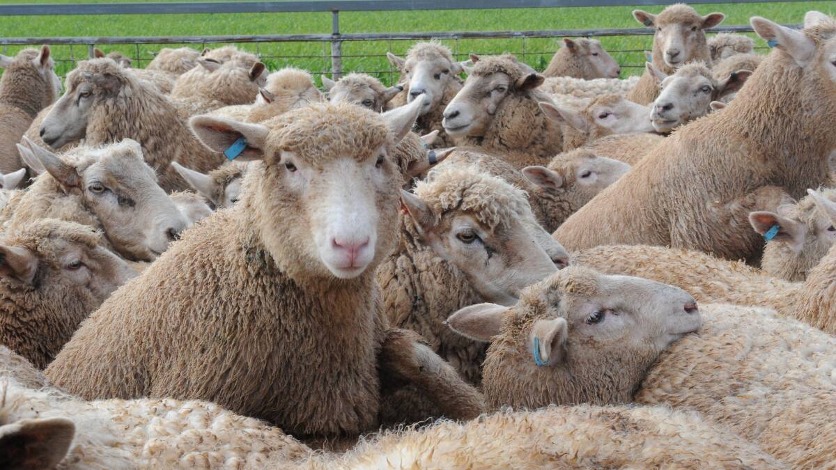 Industry consultation on the mandatory implementation of national individual identification for sheep and goats has entered the next phase with the SA supply chain urged to complete an online survey.