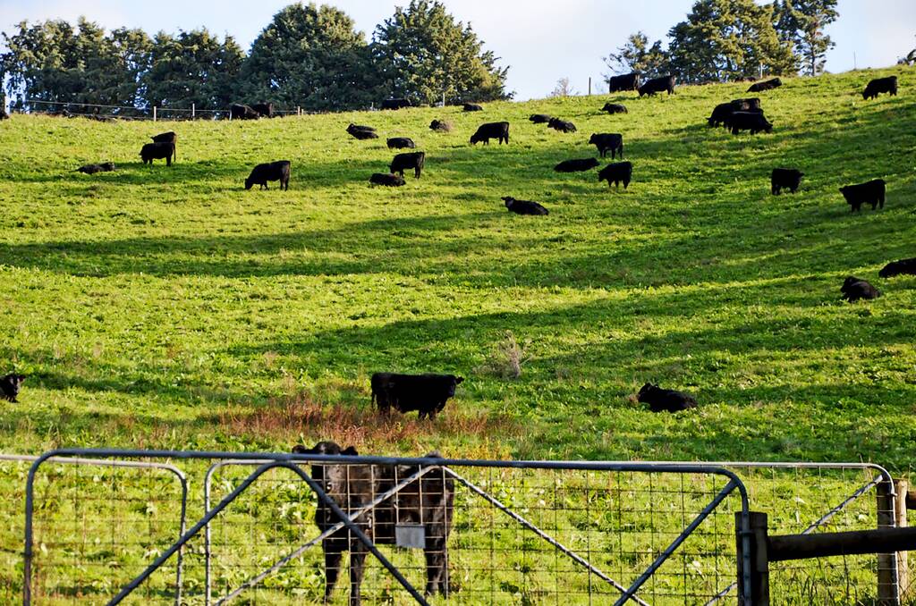 This former dairy farm in South Gippsland was successfully converted to a beef grazing operation but could just as easily be converted back to dairy, agents suggest. Pictures from Elders Real Estate.