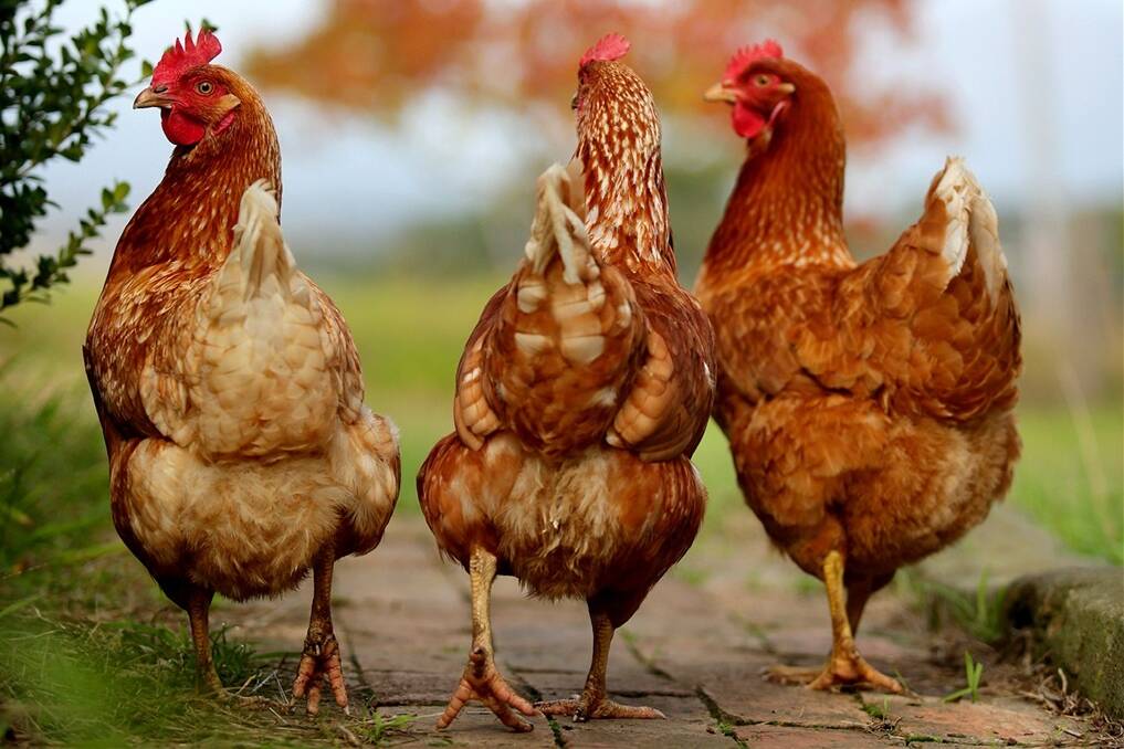 The US government wants poultry farmers to have more choices.