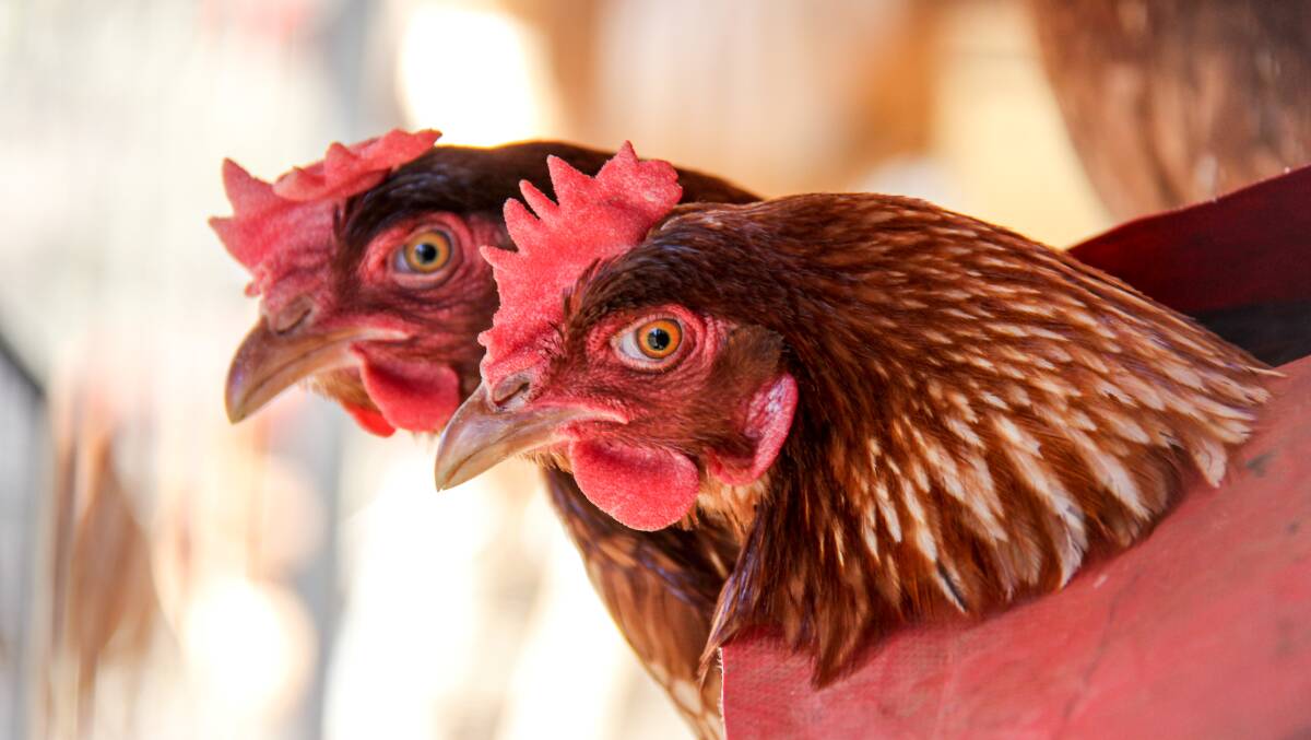 There are fears more poultry farms will become involved in the outbreak. File picture.