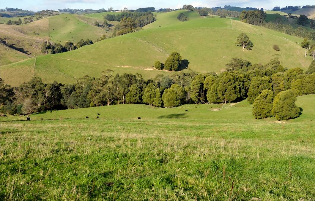Beef or dairy? Take your pick on high rainfall South Gippsland farm